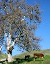 Large oak.